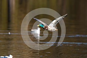 Wild duck or mallard, Anas platyrhynchos flying over a lake