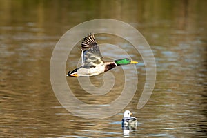 Wild duck or mallard, Anas platyrhynchos flying over a lake