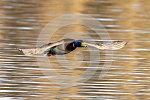 Wild duck or mallard, Anas platyrhynchos flying over a lake