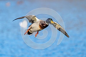 Wild duck or mallard, Anas platyrhynchos flying over a lake