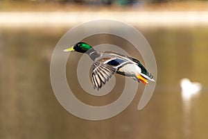 Wild duck or mallard, Anas platyrhynchos flying over a lake