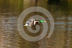 Wild duck or mallard, Anas platyrhynchos flying over a lake