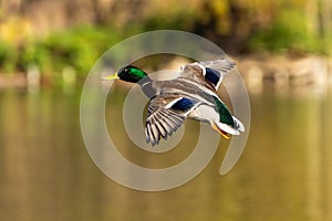 Wild duck or mallard, Anas platyrhynchos flying over a lake