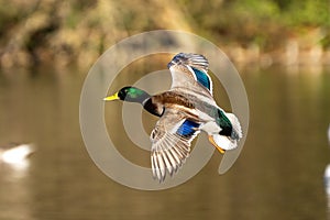 Wild duck or mallard, Anas platyrhynchos flying over a lake