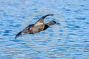 Wild duck or mallard, Anas platyrhynchos flying over a lake