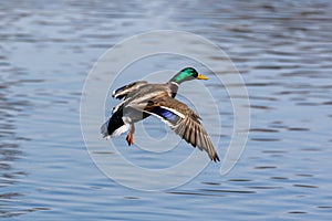 Wild duck or mallard, Anas platyrhynchos flying over a lake in Munich, Germany