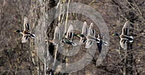 Wild duck or mallard, Anas platyrhynchos flying over a lake in Munich, Germany