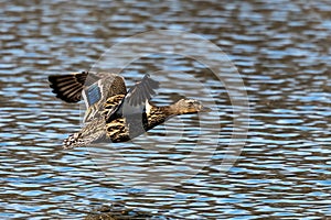 Wild duck or mallard, Anas platyrhynchos flying over a lake in Munich, Germany