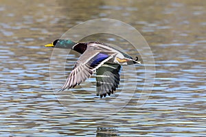 Wild duck or mallard, Anas platyrhynchos flying over a lake in Munich, Germany