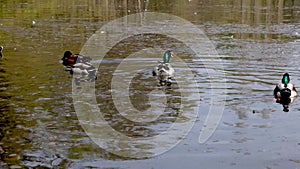 Wild duck or mallard, Anas platyrhynchos flying over a lake in Munich, Germany