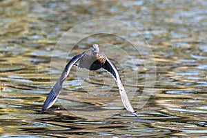 Wild duck or mallard, Anas platyrhynchos flying over a lake in Munich, Germany