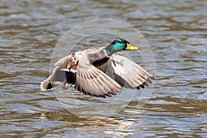 Wild duck or mallard, Anas platyrhynchos flying over a lake in Munich, Germany