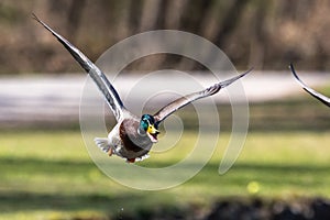 Wild duck or mallard, Anas platyrhynchos flying over a lake in Munich, Germany