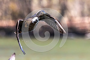 Wild duck or mallard, Anas platyrhynchos flying over a lake in Munich, Germany