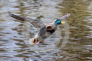 Wild duck or mallard, Anas platyrhynchos flying over a lake in Munich, Germany