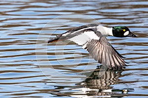 Wild duck or mallard, Anas platyrhynchos flying over a lake in Munich, Germany