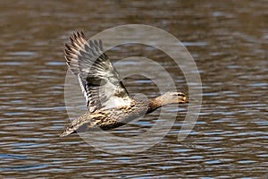 Wild duck or mallard, Anas platyrhynchos flying over a lake in Munich, Germany