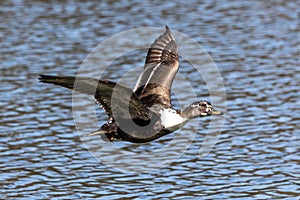 Wild duck or mallard, Anas platyrhynchos flying over a lake in Munich, Germany