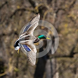 Wild duck or mallard, Anas platyrhynchos flying over a lake in Munich, Germany