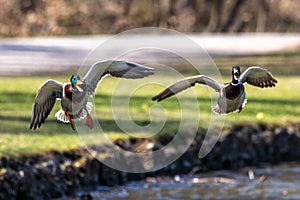 Wild duck or mallard, Anas platyrhynchos flying over a lake in Munich, Germany