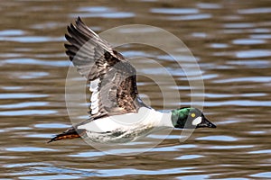 Wild duck or mallard, Anas platyrhynchos flying over a lake in Munich, Germany