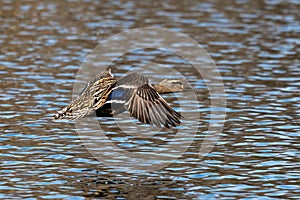 Wild duck or mallard, Anas platyrhynchos flying over a lake in Munich, Germany