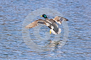 Wild duck or mallard, Anas platyrhynchos flying over a lake in Munich, Germany