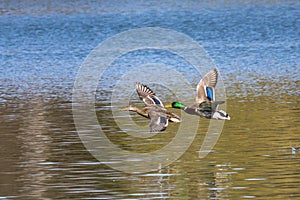 Wild duck or mallard, Anas platyrhynchos flying over a lake in Munich, Germany