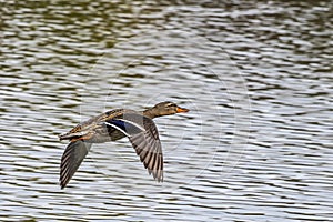 Wild duck or mallard, Anas platyrhynchos flying over a lake in Munich, Germany