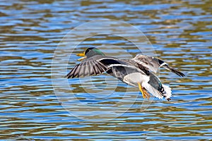 Wild duck or mallard, Anas platyrhynchos flying over a lake in Munich, Germany