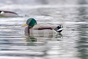 Wild duck, mallard male swimming Anas platyrhynchos