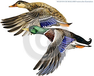Wild duck mallard watercolor illustration.