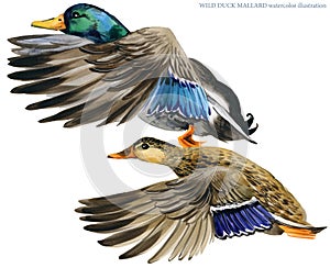 Wild duck mallard watercolor illustration.