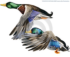 Wild duck mallard watercolor illustration.