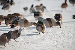 Wild duck mallard white snow winter eating