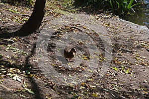 Wild duck - mallards on the shore of the pond