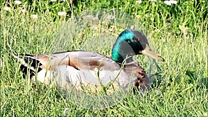 Wild duck in the nature, mallard, Anas Platyrhynchos