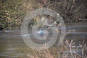 Wild duck in nature on river