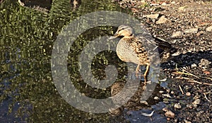 Wild duck near the sea