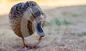 Wild duck with neutral background