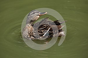 Wild duck (platyrhynchos), also known as the mallard.