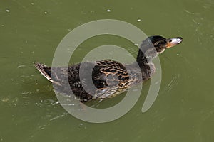 Wild duck (platyrhynchos), also known as the mallard.