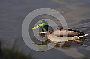 Wild duck on a pond on an autumn sunny day. Nature, birds, animals, pond