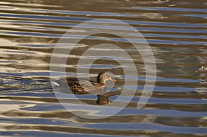 Wild duck on a pond on an autumn sunny day. Nature, birds, animals, pond