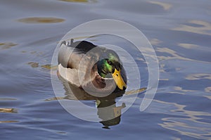 Wild duck on a pond on an autumn sunny day. Nature, birds, animals, pond