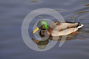 Wild duck on a pond on an autumn sunny day. Nature, birds, animals, pond