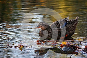 A wild duck on a pond in the colorful fall in Bombay Hook National Wildlife Refuge, Delaware