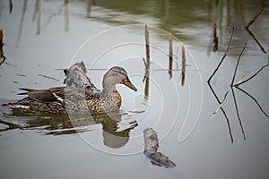 Wild duck on pond foalt