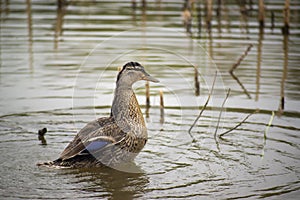 Wild duck on pond foalt