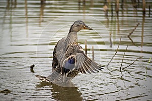 Wild duck on pond foalt